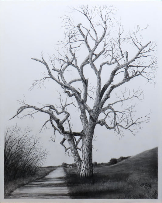 Foothill Cottonwood – Original charcoal drawing of an ancient Nebraska cottonwood tree by Roger Fattig