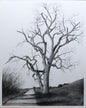 Foothill Cottonwood – Original charcoal drawing of an ancient Nebraska cottonwood tree by Roger Fattig
