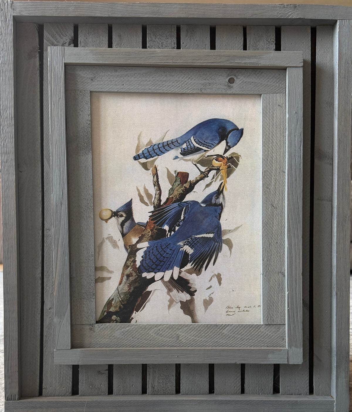 Blue Jays Audubon reproduction print in handcrafted rustic barnwood-style frame, 17x20.25 inches