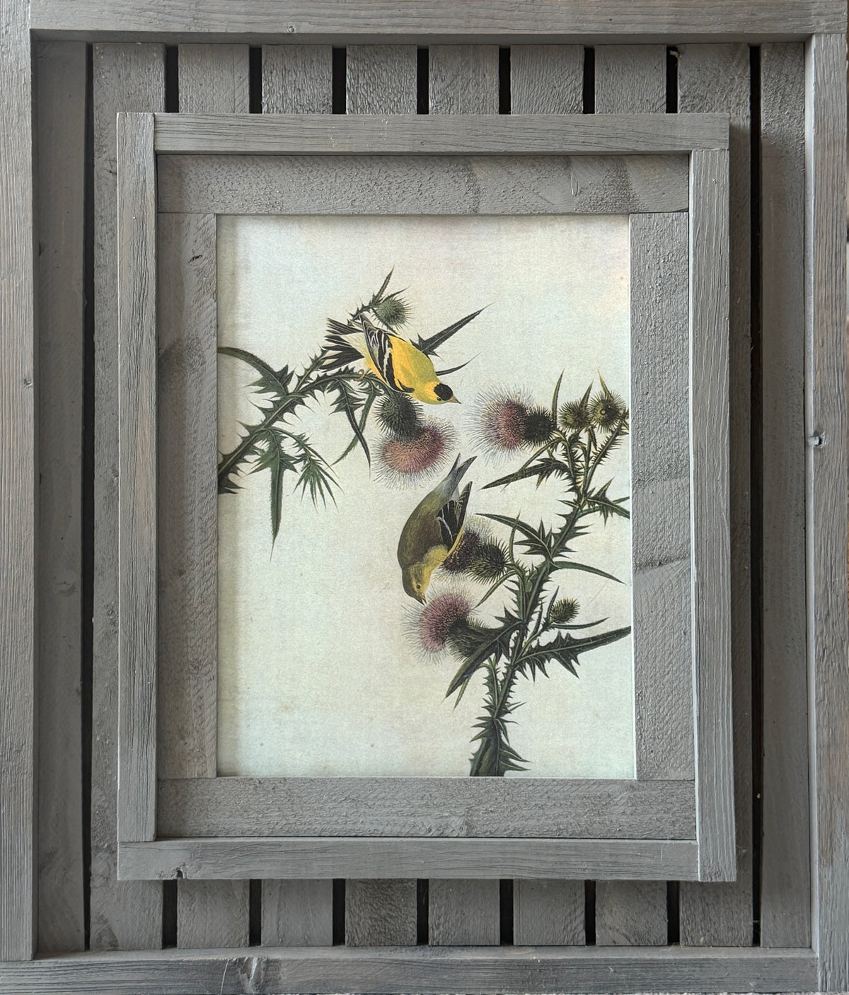 American Goldfinch Audubon reproduction print in handcrafted rustic barnwood-style frame, 17x20.25 inches