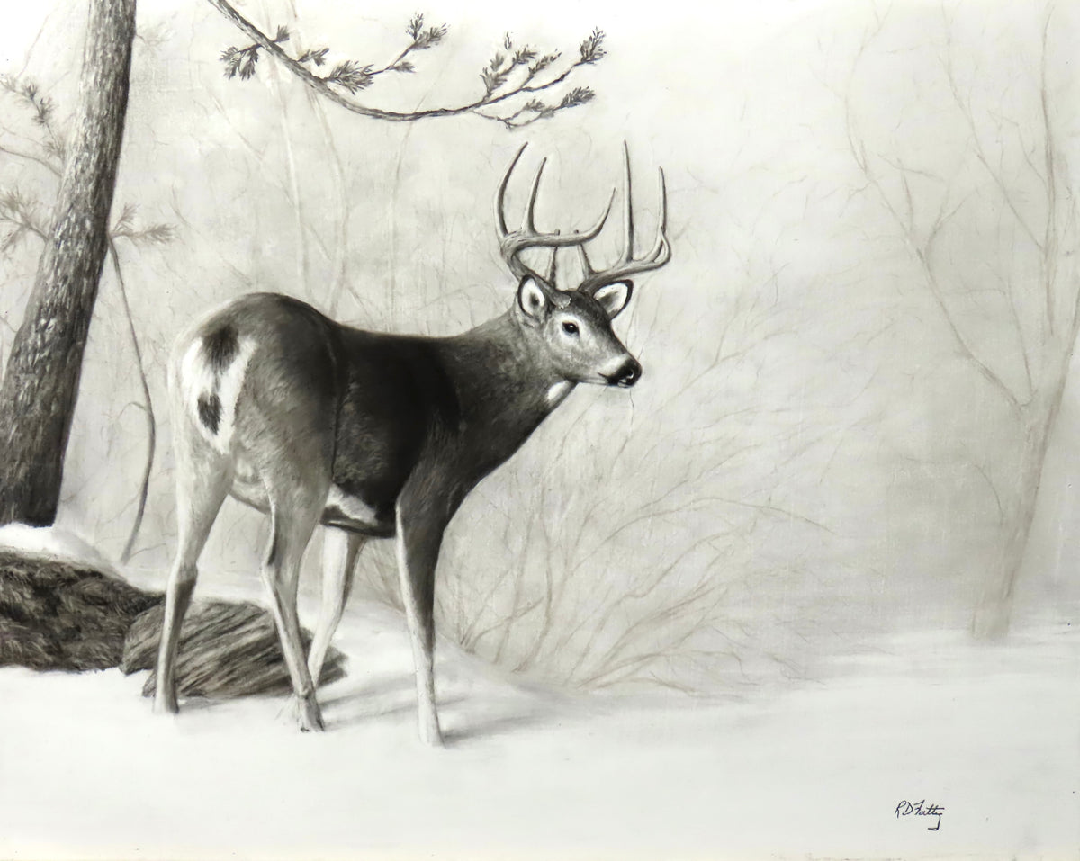 First Snow – Original charcoal drawing of a whitetail buck by Roger Fattig