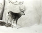 First Snow – Original charcoal drawing of a whitetail buck by Roger Fattig